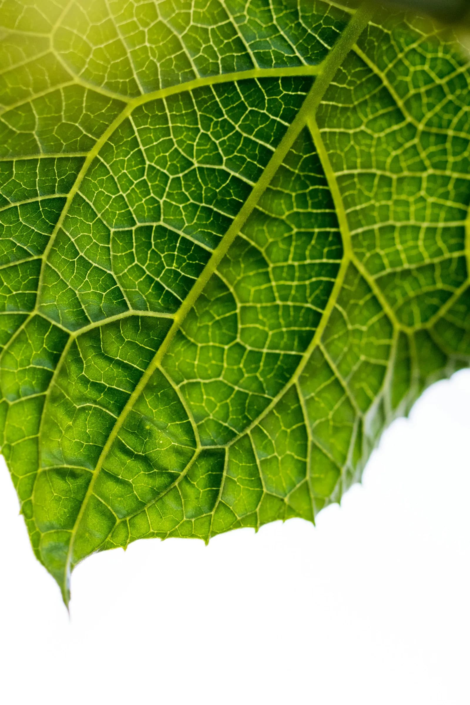 Macro de uma folha verde com sua rede de nervuras