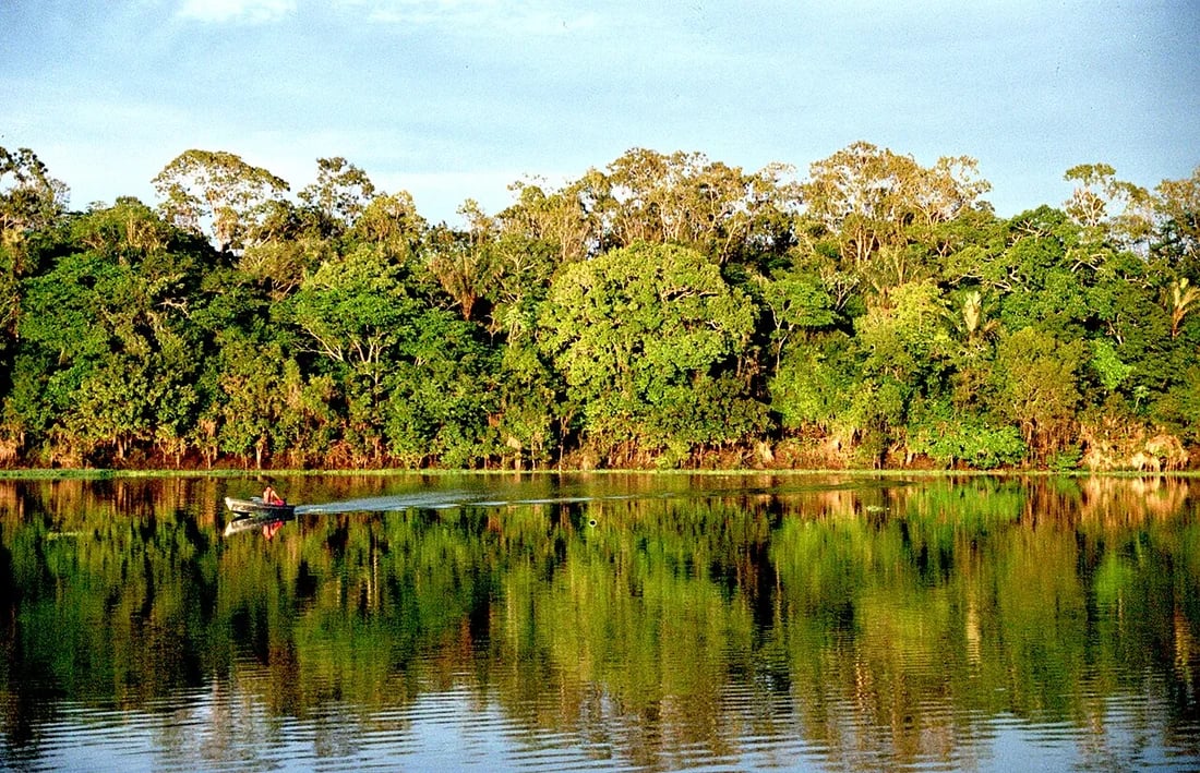 Vegetação do bioma Amazônia